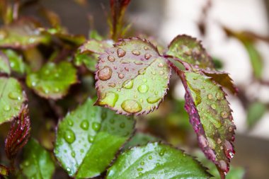 Genç filizler ve yapraklar kırmızı ve bordo çiçeklerin gölgelerinde yağmur damlaları yakın planda.