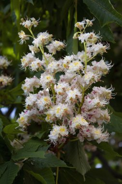 Bahar çiçekli çalılık ağacı kestanesi