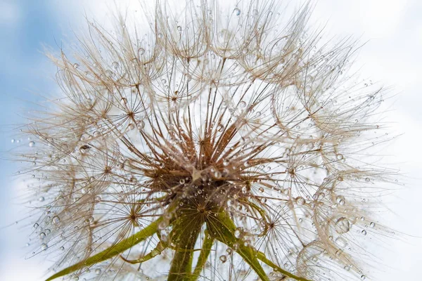 Gran Diente León Estepa Fondo Del Cielo Verano Gotas Lluvia —  Fotos de Stock