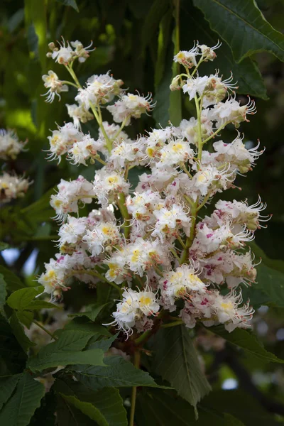 Primavera Cespuglio Fioritura Castagno — Foto Stock