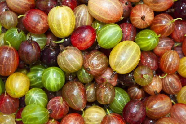 Fruta Grosella Verano Madura Multicolor — Foto de Stock