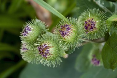 Şifalı bitki burdock (Arctium lappa) çiçekleri, bu bitkinin yapraklarının yeşil arka planında çiçek açmaya başlar.