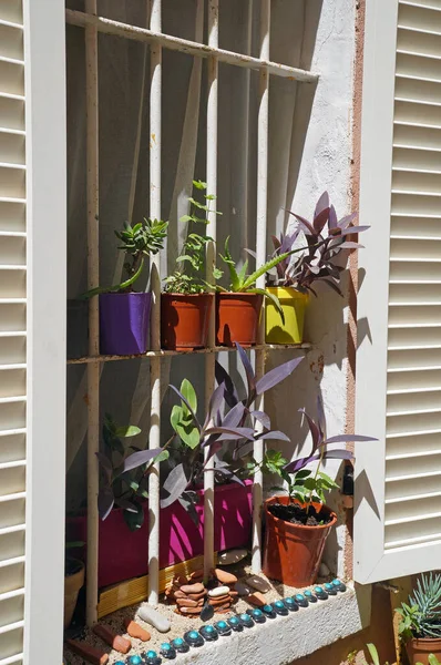 Flowerpots Window House Old Town Ciotat Azure Shore France — Stock Photo, Image