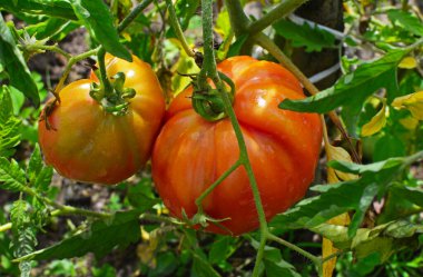 Arka bahçede olgunlaşmış seçilmiş pembe domatesler. Seçici odak