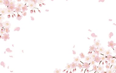 Beyaz bir arka planda tamamen çiçek açmış kiraz çiçekleri olan çiçek arkaplanı. Metin Alanlı Vektör Resimleri.