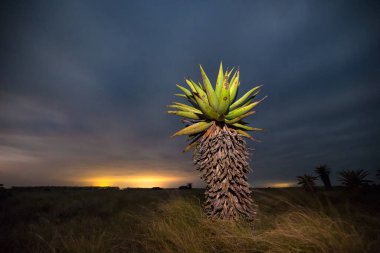 Güney Afrika 'nın Batı Burnu' ndaki Garden Rout 'ta gece vakti Aloe Ferox' un geniş açılı görüntüsü.