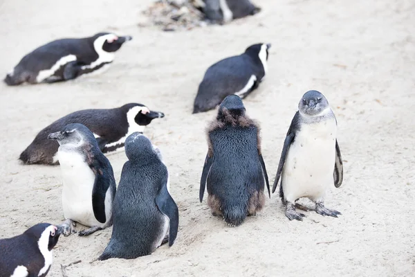 Vista Vicino Dei Pinguini Africani Sulla Spiaggia Boulders Beach Città — Foto Stock