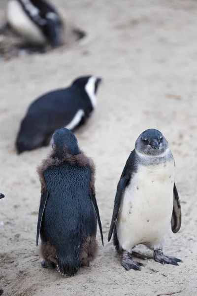 Detailní Pohled Africké Tučňáky Boulders Beach Kapském Městě Západním Mysu — Stock fotografie