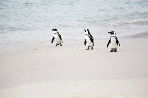 Detailní Pohled Africké Tučňáky Boulders Beach Kapském Městě Západním Mysu — Stock fotografie