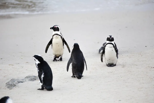 Detailní Pohled Africké Tučňáky Boulders Beach Kapském Městě Západním Mysu — Stock fotografie