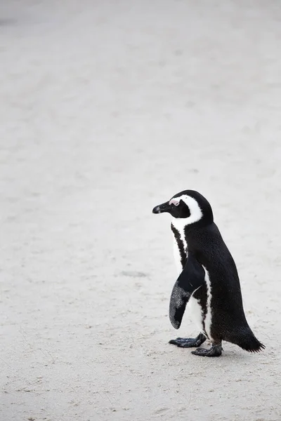 Detailní Pohled Africké Tučňáky Boulders Beach Kapském Městě Západním Mysu — Stock fotografie