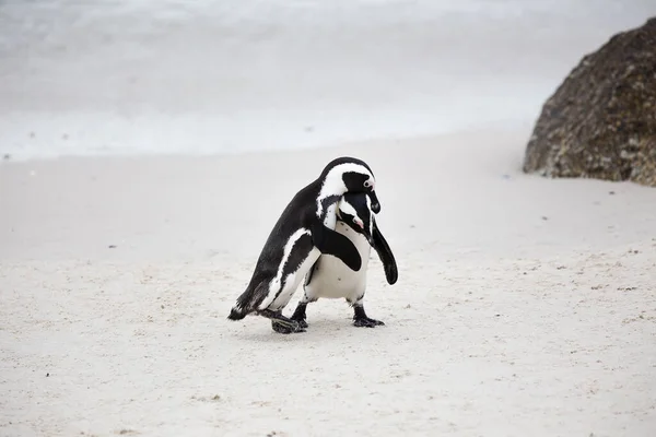 Vista Panorâmica Dos Pinguins Africanos Praia Boulders Cidade Cabo Cabo — Fotografia de Stock