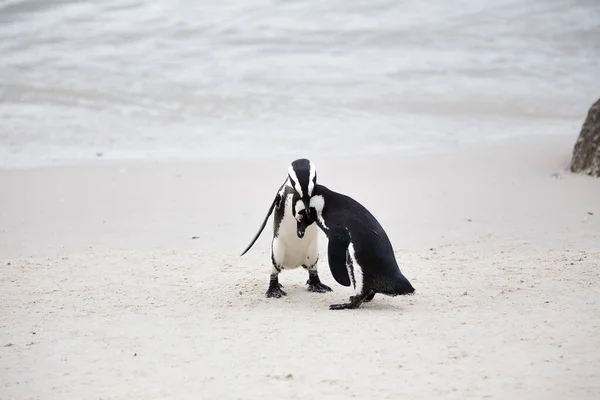 Detailní Pohled Africké Tučňáky Boulders Beach Kapském Městě Západním Mysu — Stock fotografie