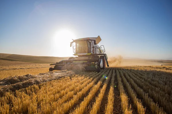 Широкий Кут Зору Збирання Врожаю Пшениці Полі Пшениці Фермі Свартленді — стокове фото
