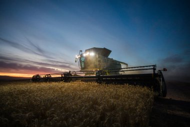 Güney Afrika 'nın Batı Burnu' ndaki Swartland 'daki bir çiftlikte buğday tarlasında buğday hasat eden bir biçerdöveri geniş açılı görüş.