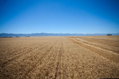 Güney Afrika 'daki bir buğday tarlasında buğday hasat edilirken bir biçerdöverin başı kabinin dışında duruyor.