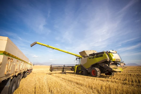 Широкий Кут Зору Збирання Врожаю Пшениці Полі Пшениці Фермі Свартленді — стокове фото