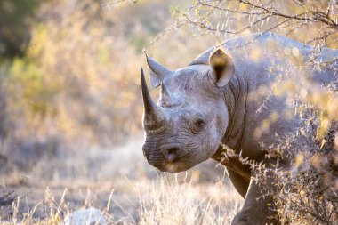 Siyah Gergedan (Diceros bicornis) çalılıklarda yürüyordu. Güney Afrika Kruger Ulusal Parkı 'nda..