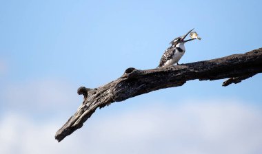 Pied Kingfisher (Ceryle Rudis) Güney Afrika 'daki Kurger Ulusal Parkı' ndaki Panik Gölü 'nün su birikintisinde bir dalda otururken balığı havaya fırlatıyor.