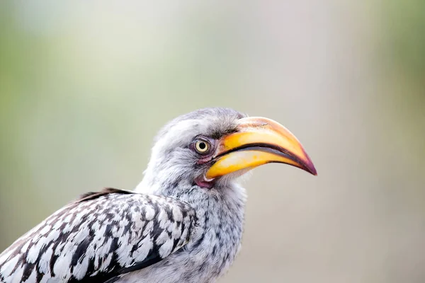 Vista Vicino Hornbill Dal Becco Giallo Meridionale Tockus Leucomelas Nel — Foto Stock