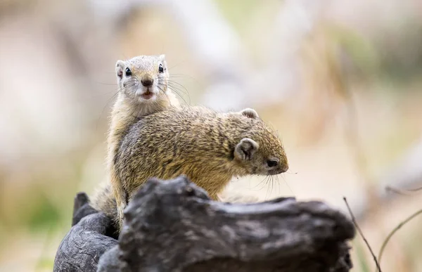 Two mating Cape Ground Squirrels (Xerus inauris) in the Kruger National Park of South Africa