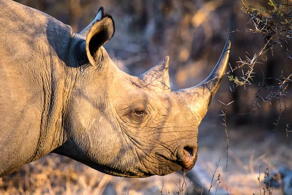 Rinoceronte Negro Diceros Bicornis Caminando Arbusto Parque Nacional Kruger Sudáfrica — Foto de Stock
