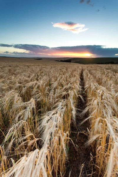 Barley Field Overberg South Africa — Stock Photo, Image