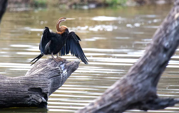 Afrika Darter / Slanghalsvoel (Anhinga rufa), Kurger Ulusal Parkı 'ndaki Panik Gölü adlı bir su birikintisinde güneşin tadını çıkarıyor.