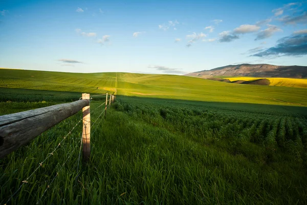 Green Wheat Fields Caledon Western Cape South Africa — Stock Photo, Image
