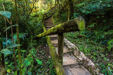 Güney Afrika 'daki Mpumaglanga' nın Sabie bölgesindeki Lone Creek Şelalesi 'ne çıkan merdiven.