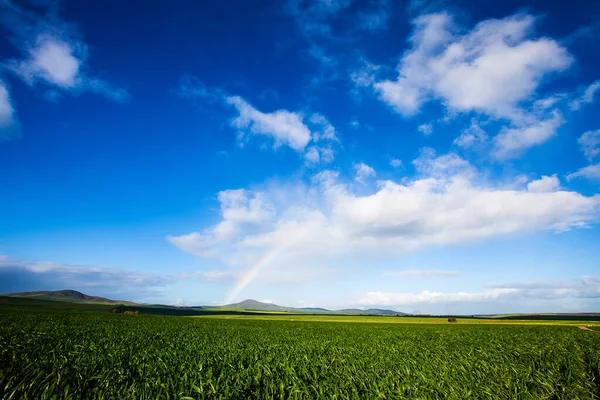 Rainbow Forming Wheat Field Western Cape South Africa — Stock Photo, Image
