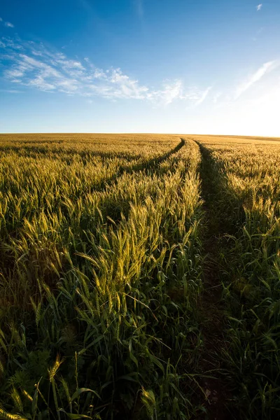 Tracks Wheat Field Overberg South Africa — Stock Photo, Image