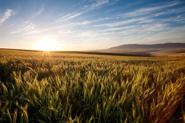 Sunrise Wheat Fields Overberg South Africa — Stock Photo, Image