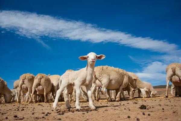 Szeroki Kąt Widzenia Pobliżu Ziemi Merino Sheep Żywienia Kukurydzy Farmie — Zdjęcie stockowe