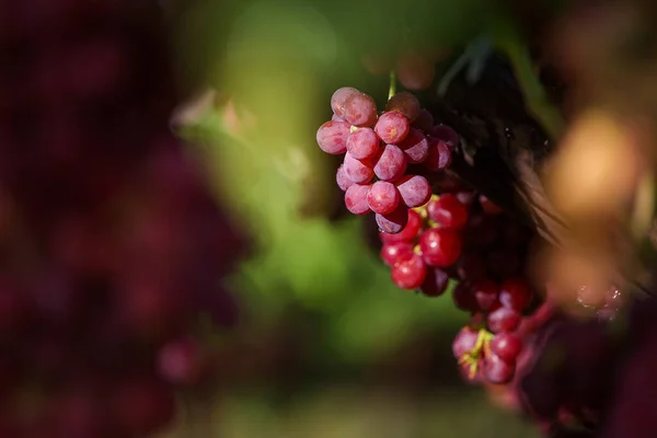 Gros Plan Grappes Raisins Table Rouge Vif Doux Dans Vignoble — Photo