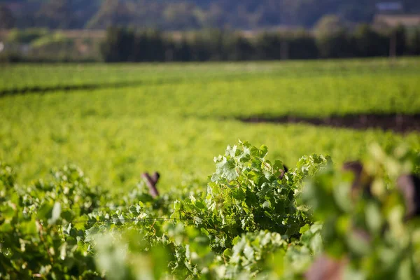 Cerca Vista Sobre Viñedos Uva Mesa Valle Breede Sudáfrica Con — Foto de Stock