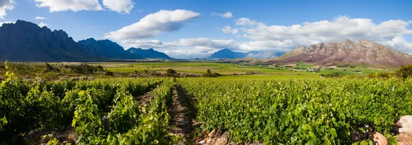 Panoramiczne Widoki Winnice Doliny Slanghoek Dolinie Breede Zachodniej Części Republiki — Zdjęcie stockowe