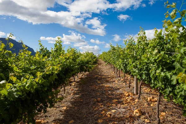 Panoramisch Uitzicht Wijngaarden Van Het Slanghoekdal Het Breede Dal Westelijke — Stockfoto