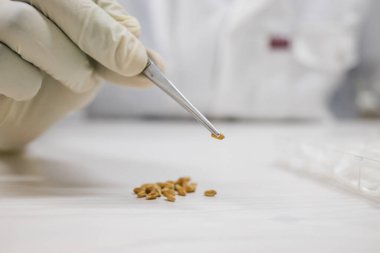 Bilimadamı bir laboratuarda araştırma yapıyor.