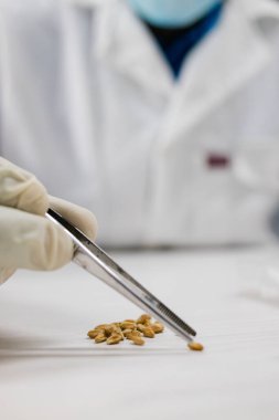 Bilimadamı bir laboratuarda araştırma yapıyor.