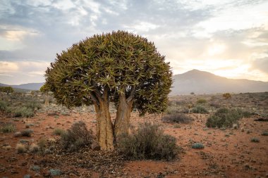 Kuru bir çöl manzarasında, arka planda günbatımında dağlar olan büyük bir titrek ağaç belirgin bir şekilde duruyor..