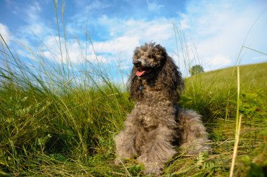 Yürüyüşe çıkmış köpek.