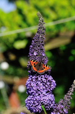 küçük kaplumbağa kabuğu kelebek.