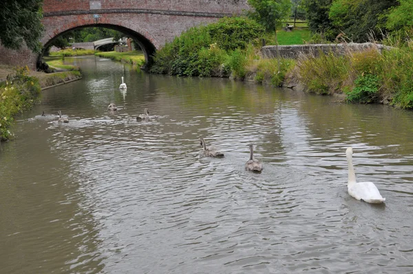 Cisnes en el Canal de Oxford . —  Fotos de Stock