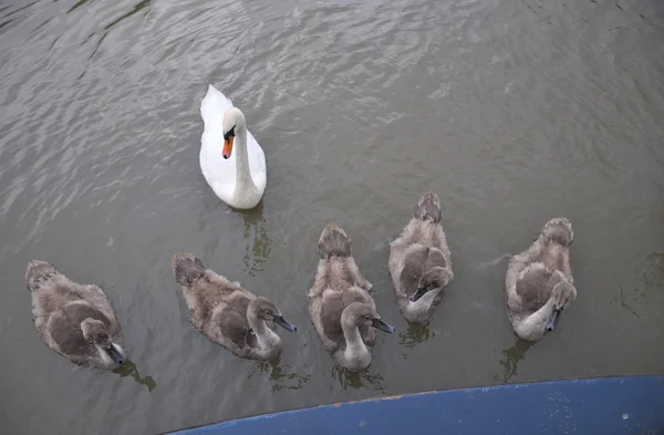 Mute Svanfamilj. — Stockfoto