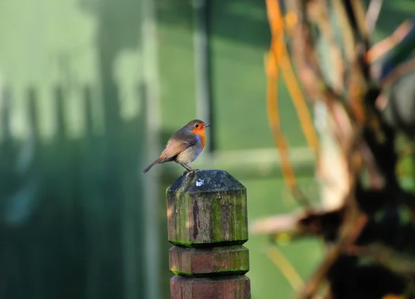 Robin Op een post. — Stockfoto