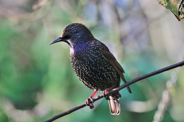 Bir dal üzerinde tünemiş sığırcık.