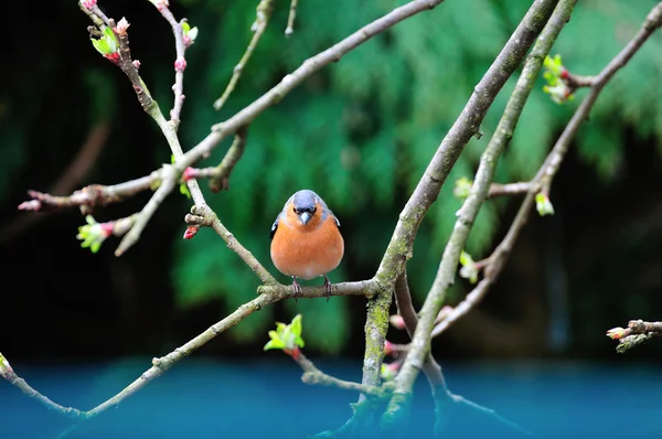 Male Chaffinch on a branch. — Stock Photo, Image