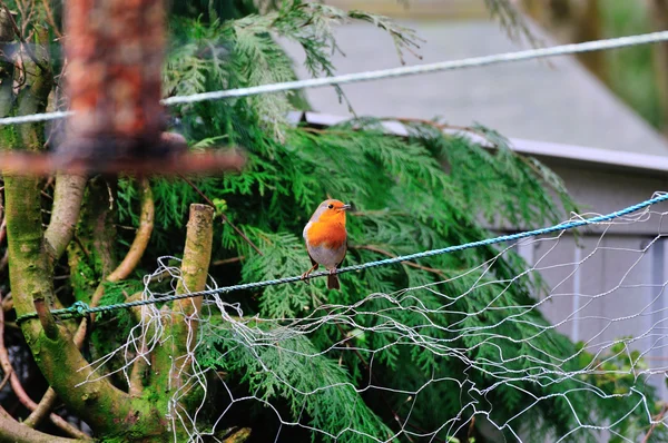 Månförmörkelse. — Stockfoto