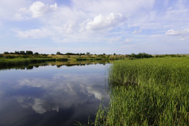 Ormanda küçük gölü olan yaz manzarası. Parlak güneş göle yansıyor.